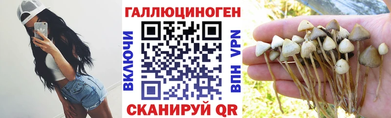 где купить наркоту  Новоалтайск  Галлюциногенные грибы Cubensis 